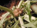 Argyranthemum - Tumeur du collet (Agrobacterium tumefaciens)