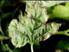 Viornes - Tache bactérienne (Pseudomonas syringae)