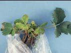 Fraise - imazéthapyr (2)_1