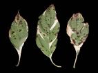 Cornouillers - Tache bactérienne (Pseudomonas syringae)