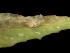 Bégonias - Nématode foliaire (Aphelenchoides sp.)