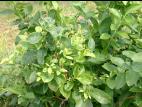 Bleuet en corymbe - Phytoplasme du flétrissement du bleuet