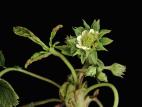 Fraise - glyphosate (9)_9