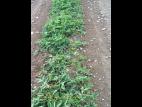 Fraise - clopyralide (4)_6