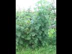 Framboise - clopyralide (4)_3