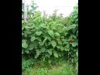 Framboise - clopyralide (4)_6