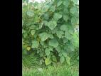Framboise - clopyralide (4)_8
