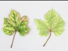 Vigne (raisin) - glyphosate (9)_2