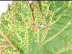 Vigne (raisin) - glyphosate (9)_5