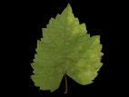 Vigne (raisin) - paraquat (22)_2
