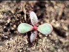 Pourpier potager (Portulaca oleracea)_4