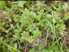 Pourpier potager (Portulaca oleracea)_8