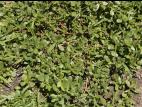 Pourpier potager (Portulaca oleracea)_11