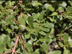 Pourpier potager (Portulaca oleracea)_12