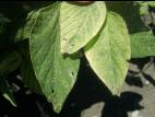 Soya - mésotrione (27)_2