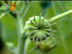 Abutilon à pétales jaunes(Abutilon theophrasti)_5