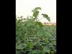 Abutilon à pétales jaunes(Abutilon theophrasti)_12