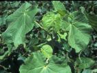 Abutilon à pétales jaunes(Abutilon theophrasti)_23