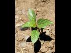 Ricinelle rhomboide (Acalypha rhomboidea)_5