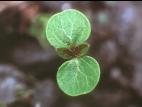 Ricinelle rhomboide (Acalypha rhomboidea)_7