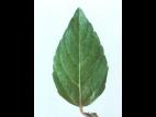 Ricinelle rhomboide (Acalypha rhomboidea)_9