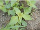 Ricinelle rhomboide (Acalypha rhomboidea)_11