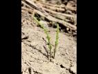 Prêle champs (Equisetum arvense)_5