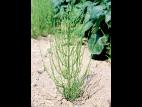 Prêle champs (Equisetum arvense)_7