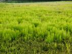 Prêle champs (Equisetum arvense)_14