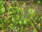 Prêle champs (Equisetum arvense)_18