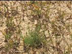 Prêle champs (Equisetum arvense)_22