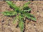Achillée millefeuille(Achillea millefolium)_3