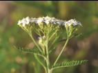 Achillée millefeuille(Achillea millefolium)_6