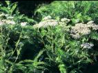 Achillée millefeuille(Achillea millefolium)_11
