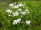 Achillée millefeuille(Achillea millefolium)_12