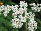 Achillée millefeuille(Achillea millefolium)_15