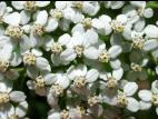 Achillée millefeuille(Achillea millefolium)_16