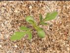 Petite herbe à poux (Ambrosia artemisiifolia)_18