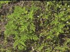 Petite herbe à poux (Ambrosia artemisiifolia)_21