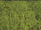 Petite herbe à poux (Ambrosia artemisiifolia)_22