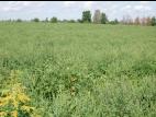 Petite herbe à poux (Ambrosia artemisiifolia)_25