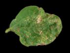 Soya - fomésafène (14)_3
