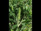 Petite herbe à poux (Ambrosia artemisiifolia)_37