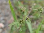 Petite herbe à poux (Ambrosia artemisiifolia)_38