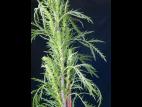 Armoise bisannuelle(Artemisia biennis)_1