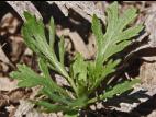 Armoise bisannuelle(Artemisia biennis)_3