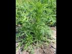 Armoise bisannuelle(Artemisia biennis)_6