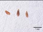 Armoise bisannuelle(Artemisia biennis)_13