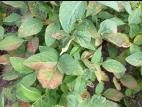 Soya - fomésafène (14)_6