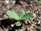 Chardon champs(Cirsium arvense)_3